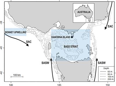 Long-term decline in body condition of female Australian fur seals: potential causes and implications